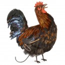 Coq Marchant et Chantant (Walking and Crowing Rooster) Automat