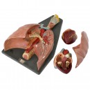 Anatomical Model of the Human Heart, c. 1920