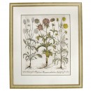 Hortus Eystettensis花朵铜版画