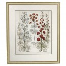 Hortus Eystettensis花朵铜版画