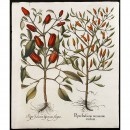 Hortus Eystettensis花朵铜版画