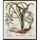 Hortus Eystettensis花朵铜版画