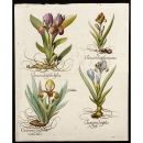 Hortus Eystettensis花朵铜版画