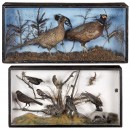 2 European Taxidermy Displays, c. 1920