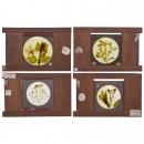4 Lantern Slides with Original Plant Preparations, c. 1880