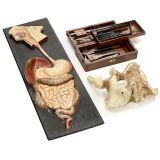 一些医学品（英国手术器械，人体胯骨原型，人体消化系统塑料模型）